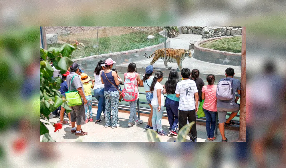 Extranjeros intentaron robar a los asistentes al felinario del Parque de las Leyendas. Foto: La República