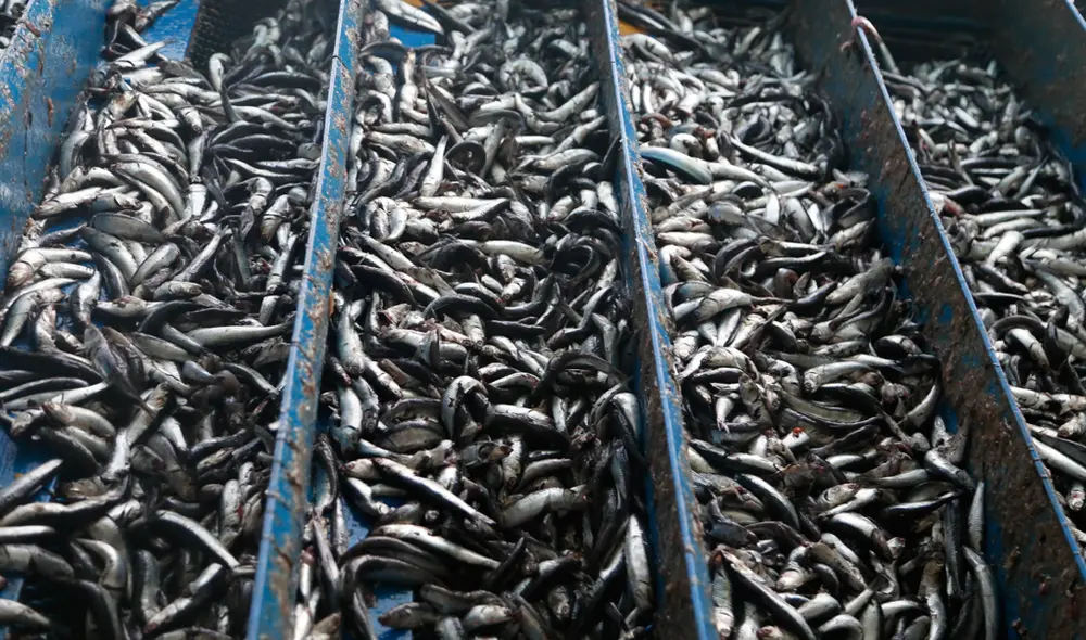 anchoveta