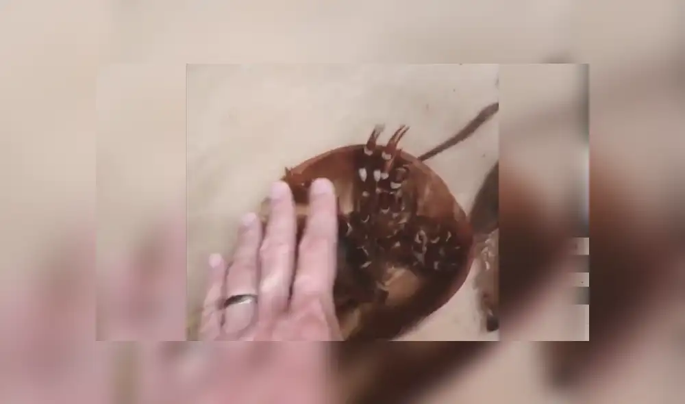 SI quieres ver lo que ocurrió con el autor del video viral de Facebook, revisa nuestra galería de fotos, deslizando cada imagen hacia la izquierda. SI quieres ver lo que ocurrió con el autor del video viral de Facebook, revisa nuestra galería de fotos, deslizando cada imagen hacia la izquierda.