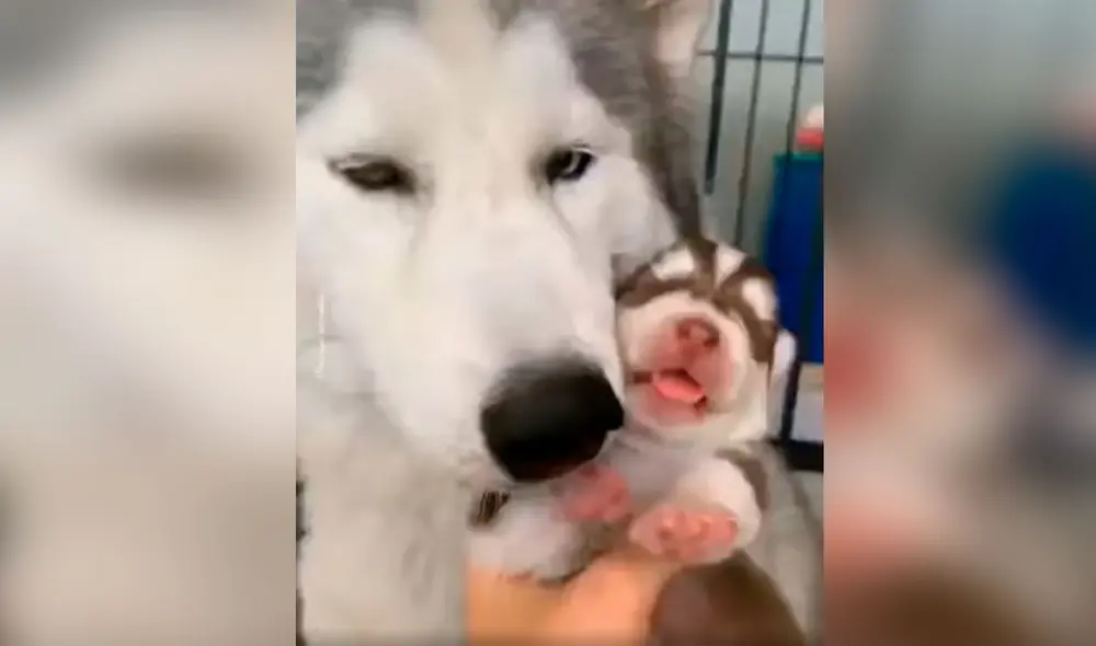 Desliza las imágenes para ver el crecimiento de un cachorro siberiano desde que nació hasta cumplir meses. Foto: captura de Facebook