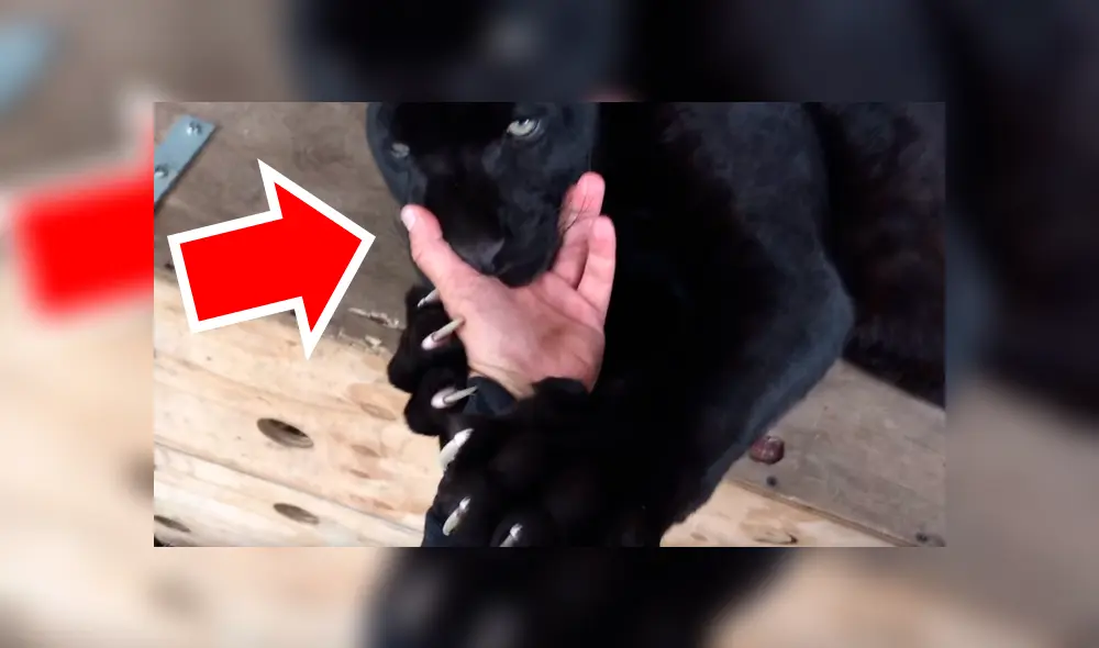 Entrenador ingresa a jaula de pantera negra y coloca su mano dentro de su boca.