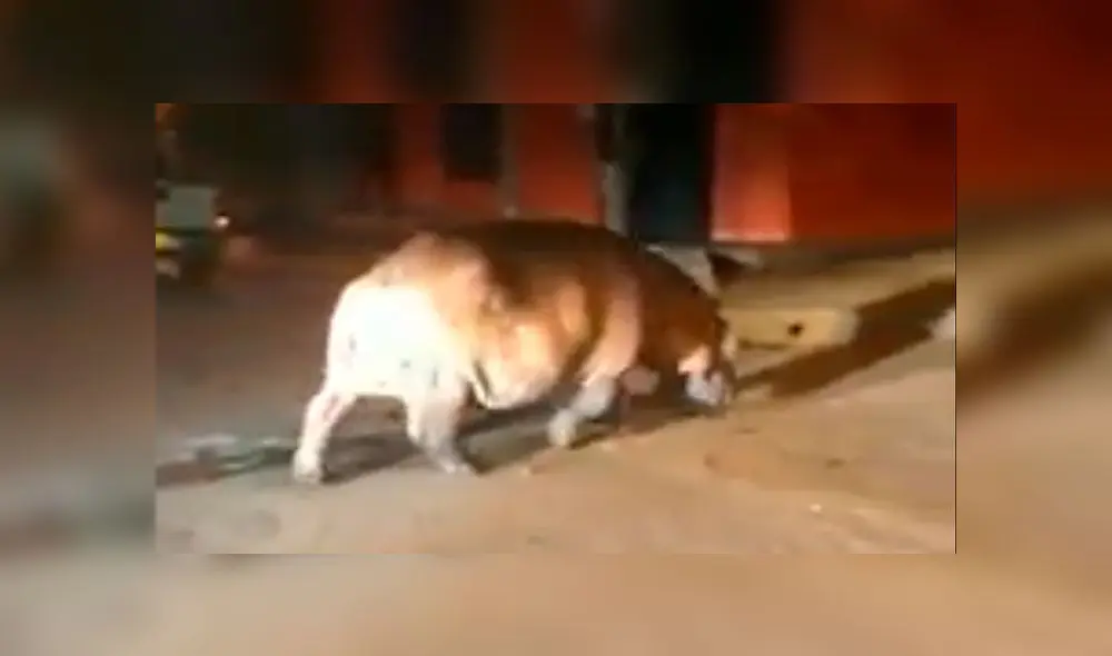 Hipopótamo de Pablo Escobar en Antioquía. Captura de video/Facebook. Hipopótamo de Pablo Escobar en Antioquía. Captura de video/Facebook.