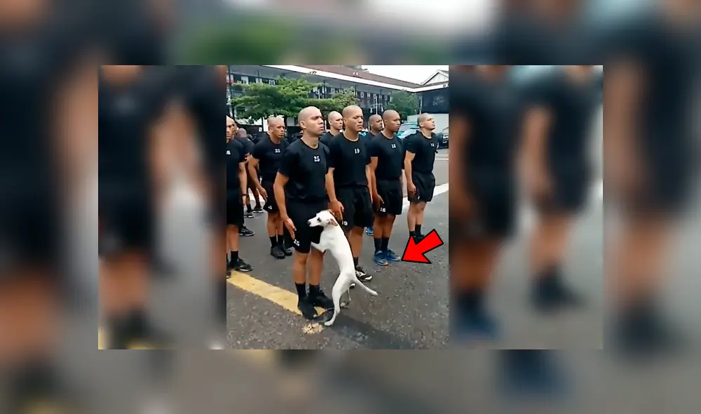 Facebook viral: cadetes debían permanecer inmóviles, pero travieso perro pone a prueba su concentración Facebook viral: cadetes debían permanecer inmóviles, pero travieso perro pone a prueba su concentración