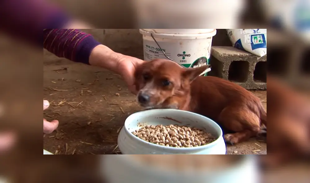 YouTube viral: perro llora de emoción al reencontrarse con vaca que lo cuidó desde bebé 