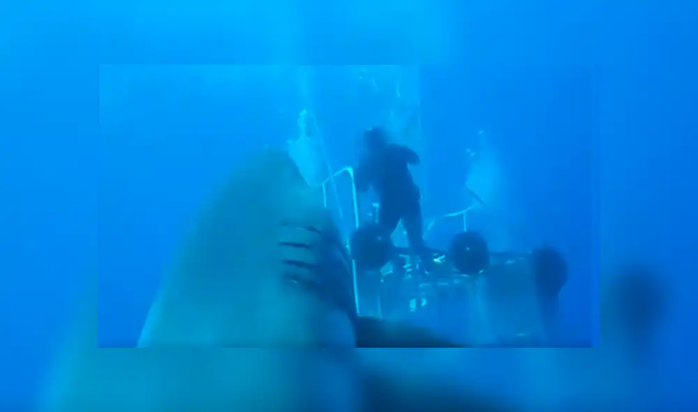 En Facebook, un video viral muestra a un enorme tiburón y buceadores. En Facebook, un video viral muestra a un enorme tiburón y buceadores.