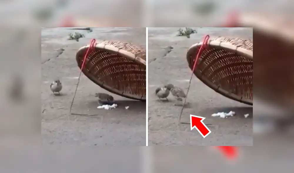 El pajarito se acercó para recoger la comida con su pico y darle de comer a la hembra. Foto: captura