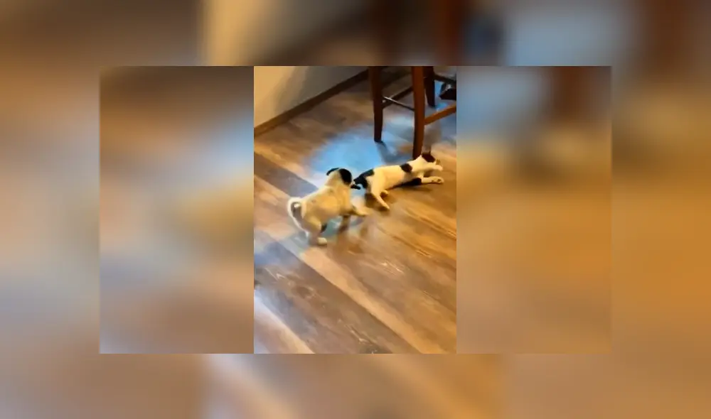 Desliza las imágenes para conocer la valiente acción de un perro bebé para salvar a su ‘compañero’. Fotos: Captura.