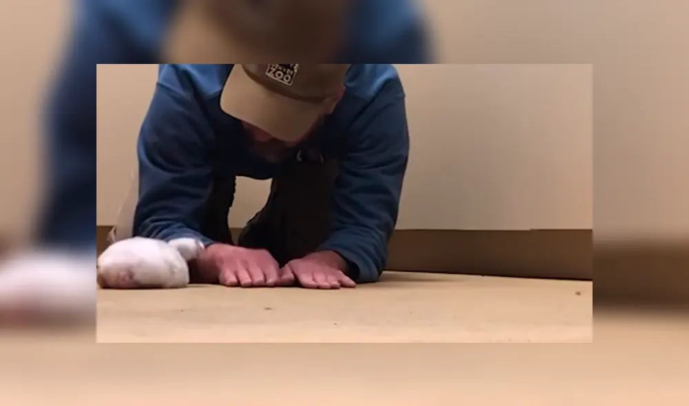 En Facebook, un pequeño flamingo cautivó con sus primeros pasos tras superar sus problemas al nacer. En Facebook, un pequeño flamingo cautivó con sus primeros pasos tras superar sus problemas al nacer.