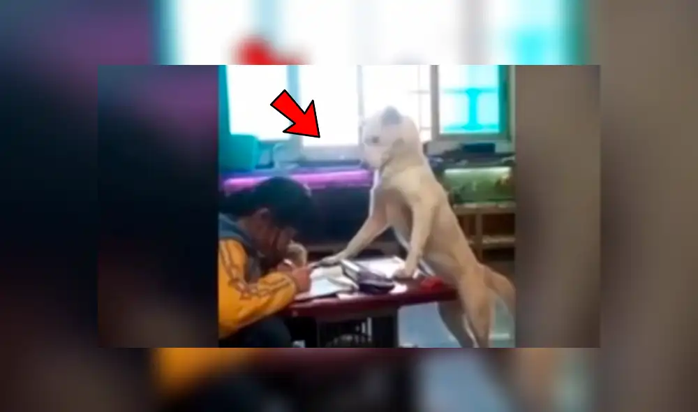 YouTube viral: perro cuidar a hija de su dueño para que no se distraiga y usuarios quedan sorprendidos [VIDEO] 