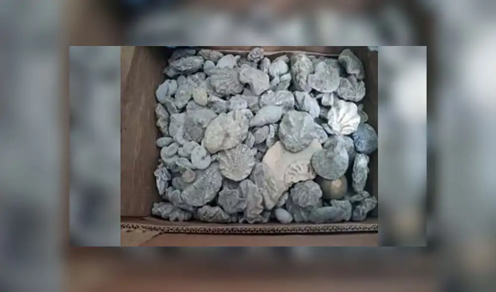 Entre los ejemplares incautados se encontró Ammonites, Bivalvos, Trilobites y Troncos fosilizados. (Foto: Difusión)