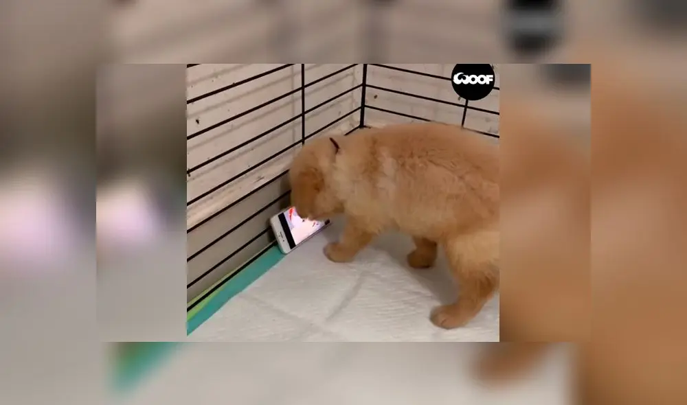 Desliza las imágenes para ver la increíble reacción que tuvo un cachorro al ver un capítulo de 'Tom y Jerry'. Foto: Woof Woof