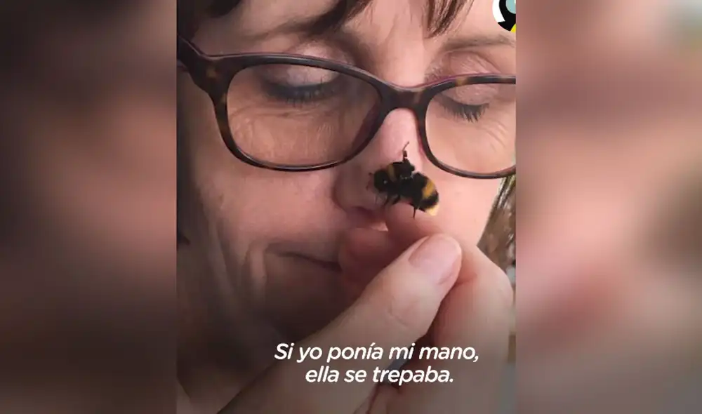 La mujer decidió acompañar a la abeja hasta sus últimos instantes de vida. Foto: El Dodo / Facebook