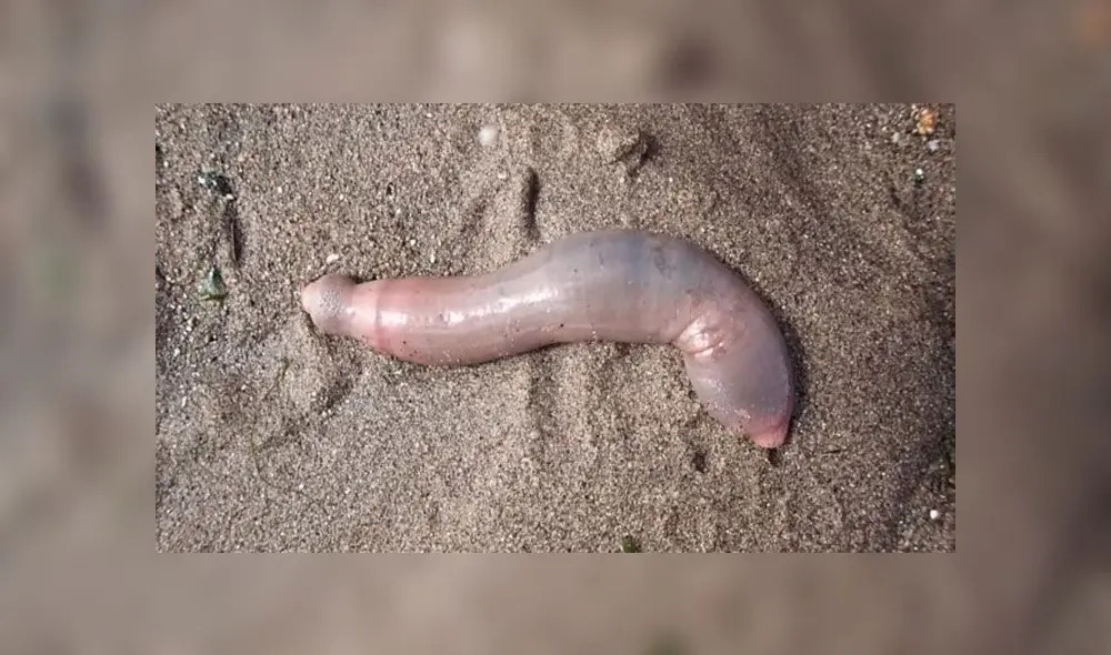 “Peces pene” invaden playa de California y desconciertan a bañistas por su extraña forma [VIDEO]