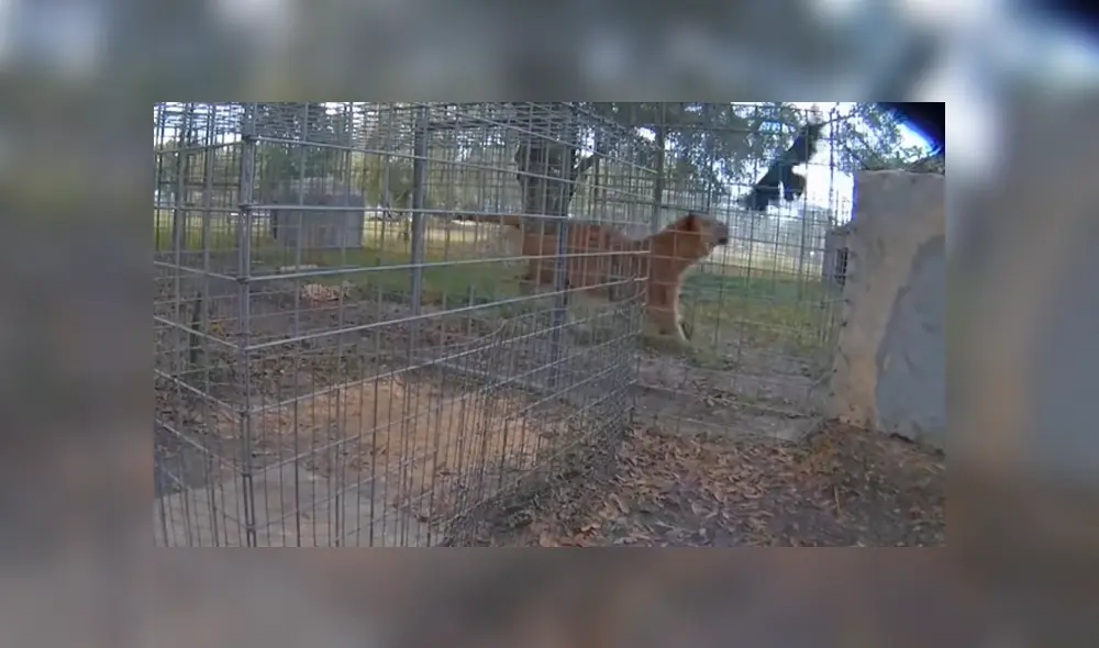 Video es viral en YouTube. El ave ha sorprendido a más de uno al usar un astuto truco para escapar de los ataques del hambriento felino Video es viral en YouTube. El ave ha sorprendido a más de uno al usar un astuto truco para escapar de los ataques del hambriento felino