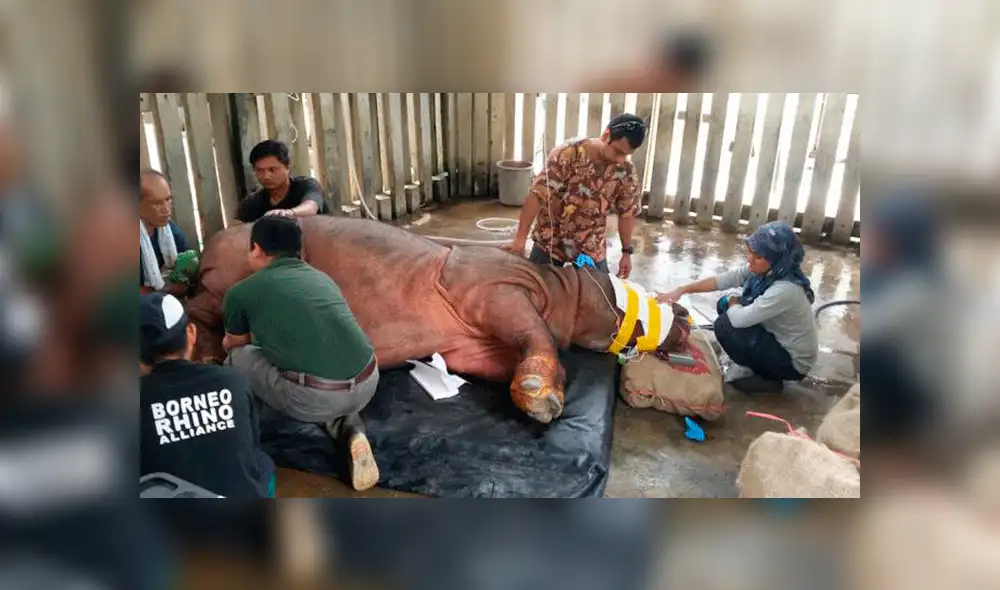 Malasia: Muere último rinoceronte macho de Sumatra en cautiverio 