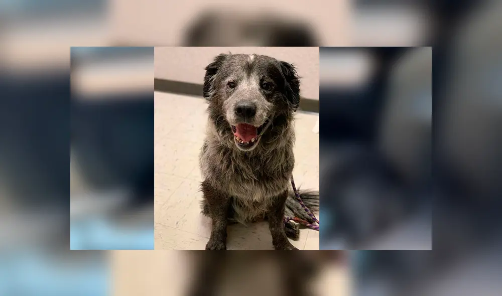 Desliza para ver el nuevo aspecto de este perro que conmovió a todos en Facebook. Foto: Captura. Desliza para ver el nuevo aspecto de este perro que conmovió a todos en Facebook. Foto: Captura.