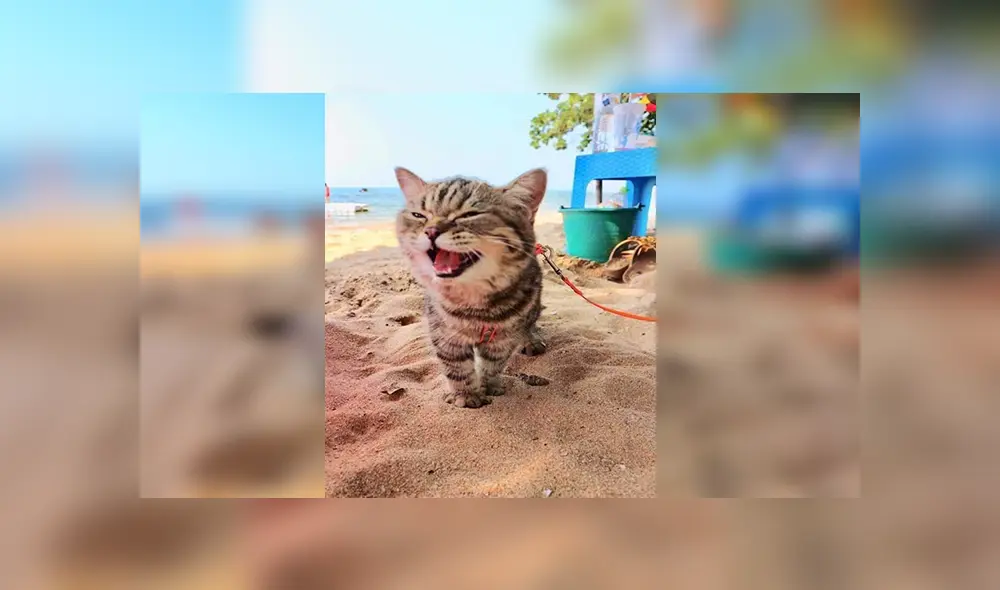 En Facebook, un pequeño gato visitó una maravillosa playa junto a su dueña y demostró su felicidad.