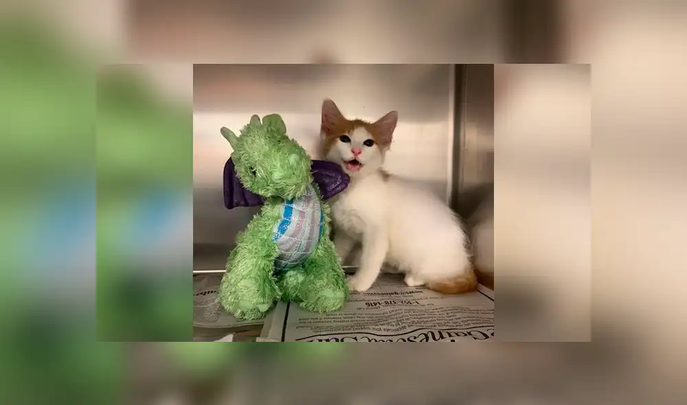 Desliza las imágenes para conocer la conmovedora historia de un gato bebé que visitó al veterinario con su peluche. Foto: Captura. Desliza las imágenes para conocer la conmovedora historia de un gato bebé que visitó al veterinario con su peluche. Foto: Captura.