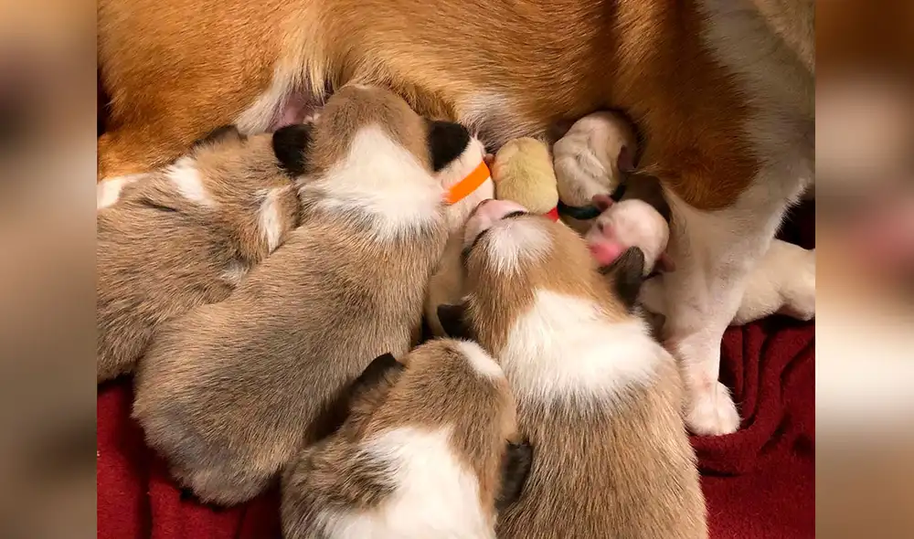 Desliza las imágenes para conocer la conmovedora historia de una perrita que cuidó a unos cachorros como si fueran suyos. Foto: Facebook
