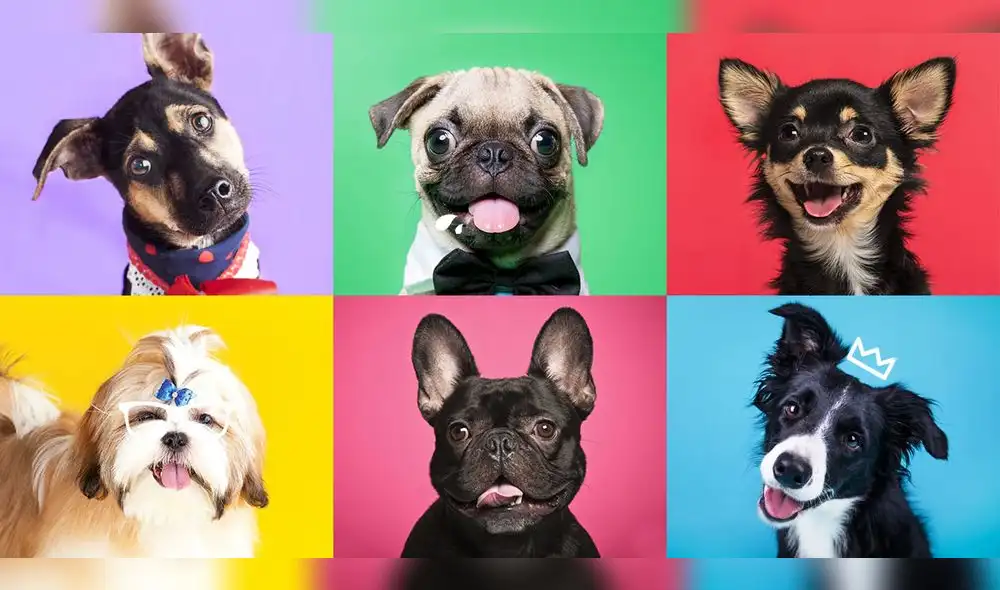 Encuentra a tu mejor amigo