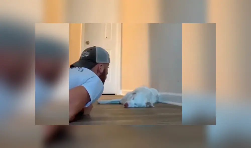 Desliza las imágenes hacia la izquierda para conocer la tierna acción de un joven con su adorada mascota. Desliza las imágenes hacia la izquierda para conocer la tierna acción de un joven con su adorada mascota.