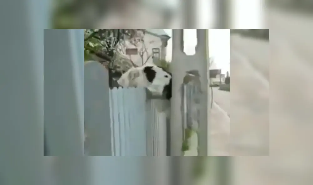 En Facebook, un joven captó el preciso instante que su perro se apoya en la pared para lograr entrar a la casa de su vecino. En Facebook, un joven captó el preciso instante que su perro se apoya en la pared para lograr entrar a la casa de su vecino.