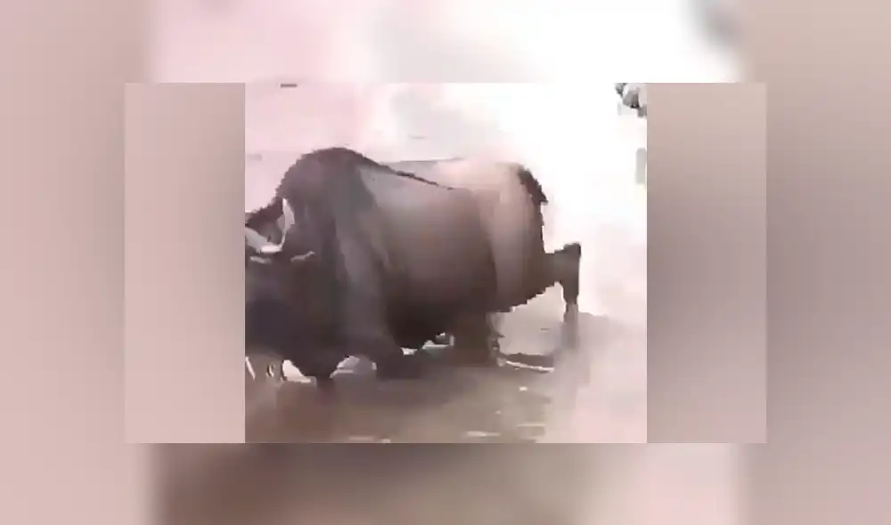 YouTube viral: Hambriento cocodrilo mordisquea a ñu por la cola, lo suelta y deja lesionado [VIDEO] 