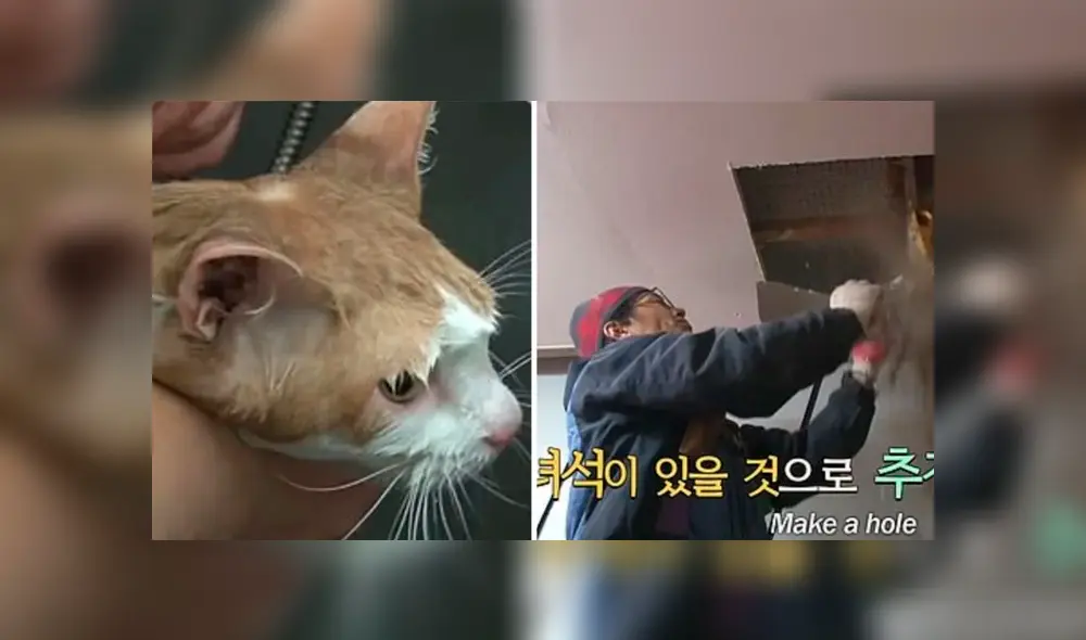 Rescatan a una gata que estuvo atrapada detrás de una pared durante dos años [VIDEO]