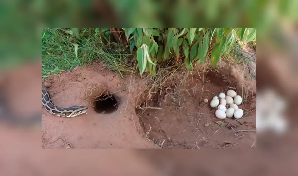 Desliza hacia la izquierda para ver el inesperado hallazgo que se volvió viral en YouTube.