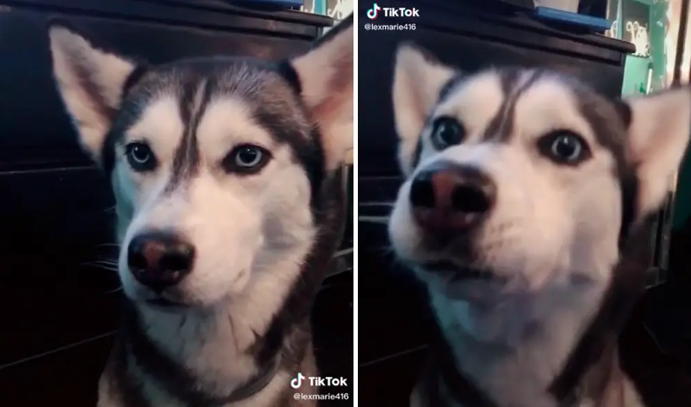 TikTok - animales TikTok - animales