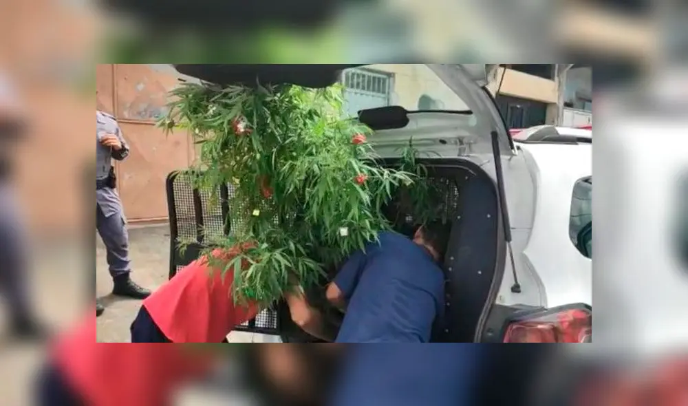 Árbol de Navidad de cannabis decomisado por la Policía. Foto: Difusión