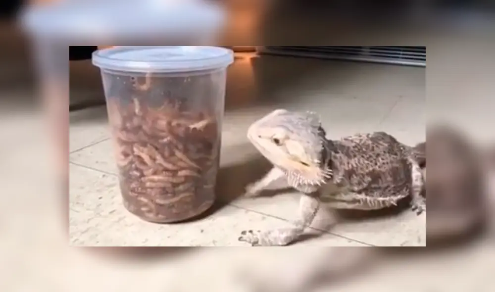 YouTube viral: lagartija se topa con frasco repleto de gusanos y tiene inusual reacción