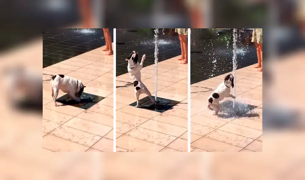 Facebook viral: pequeño perro no soportó la ola de calor y se dio tremendo 'chapuzón' en pileta [VIDEO] 
