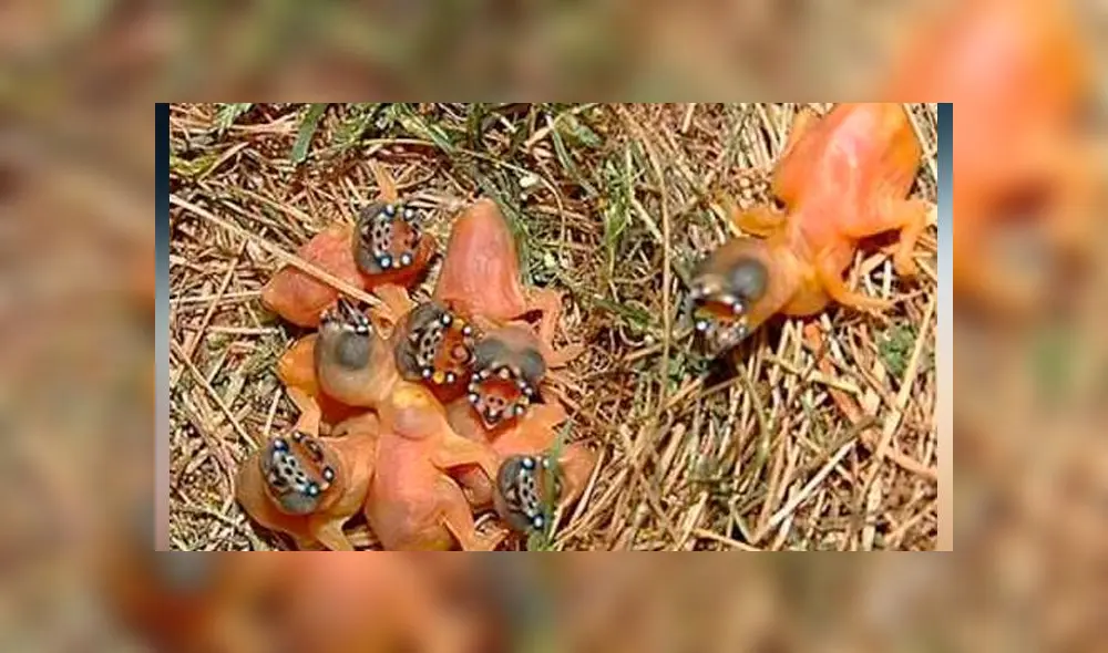 Desliza las imágenes para ver la increíble transformación que experimenta la cría de un diamante de Ghould. Foto: Captura/TikTok Desliza las imágenes para ver la increíble transformación que experimenta la cría de un diamante de Ghould. Foto: Captura/TikTok
