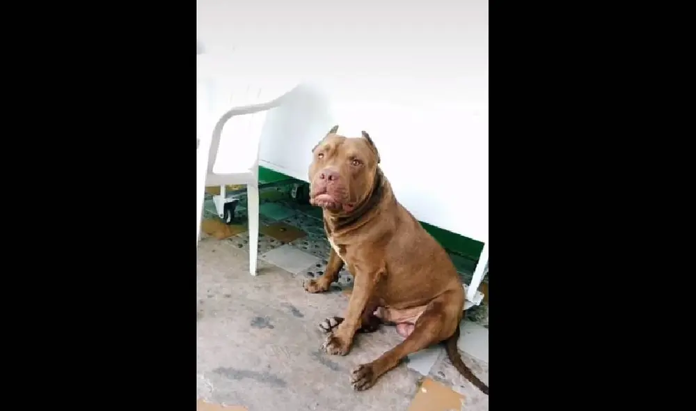 Desliza para ver la reacción del perro en el video viral de Facebook. Foto: Captura/@djausbick