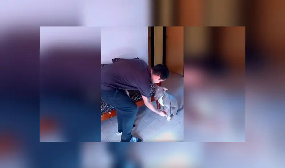 Desliza las imágenes hacia la izquierda para conocer la actitud de un perro tras obedecer a su dueño en señas. Desliza las imágenes hacia la izquierda para conocer la actitud de un perro tras obedecer a su dueño en señas.