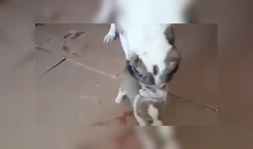 En Facebook, una madre regañó a su cachorro por portarse mal y no imaginó que le responderían. En Facebook, una madre regañó a su cachorro por portarse mal y no imaginó que le responderían.