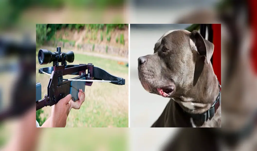 Intenta salvar a su vecino de un ataque de pitbulls y termina asesinándolo con una ballesta [VIDEO] 