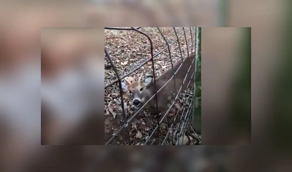 Desliza hacia la izquierda para la conmovedora reacción que tuvo un venado con un grupo de personas. El video es viral en YouTube.