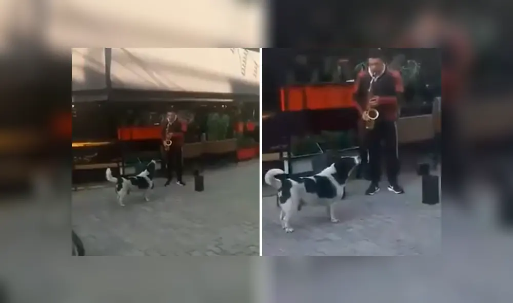 Video es viral en Facebook. El can sorprendió a varias personas que pasaban por el lugar por su singular conducta al toparse con un músico callejero Video es viral en Facebook. El can sorprendió a varias personas que pasaban por el lugar por su singular conducta al toparse con un músico callejero