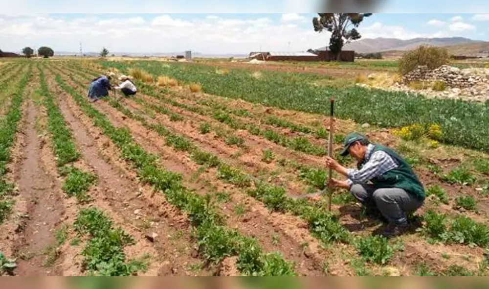 Minagri instalará 800 hectáreas de pastos cultivados en Moquegua Minagri instalará 800 hectáreas de pastos cultivados en Moquegua