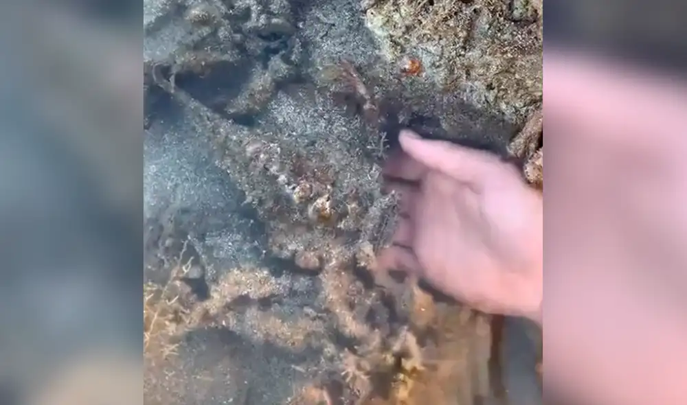 El hombre tuvo que coger con cuidado al exótico animal para no tocar sus espinas. Foto: jeffreycoleman02 / TikTok