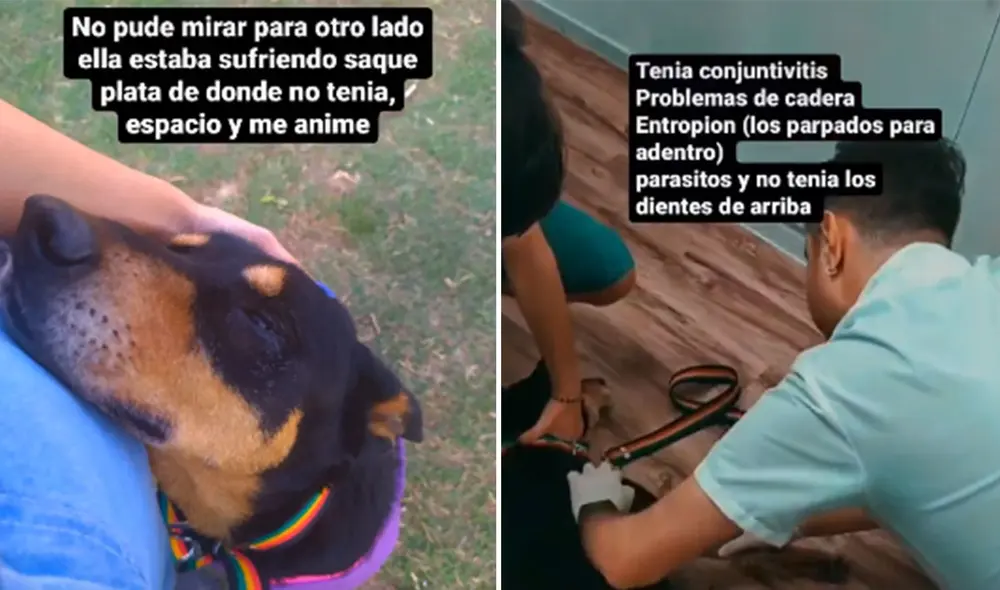 Desliza las imágenes para conocer la conmovedora historia de Fiona, una perrita con un final feliz. Foto: captura de TikTok Desliza las imágenes para conocer la conmovedora historia de Fiona, una perrita con un final feliz. Foto: captura de TikTok