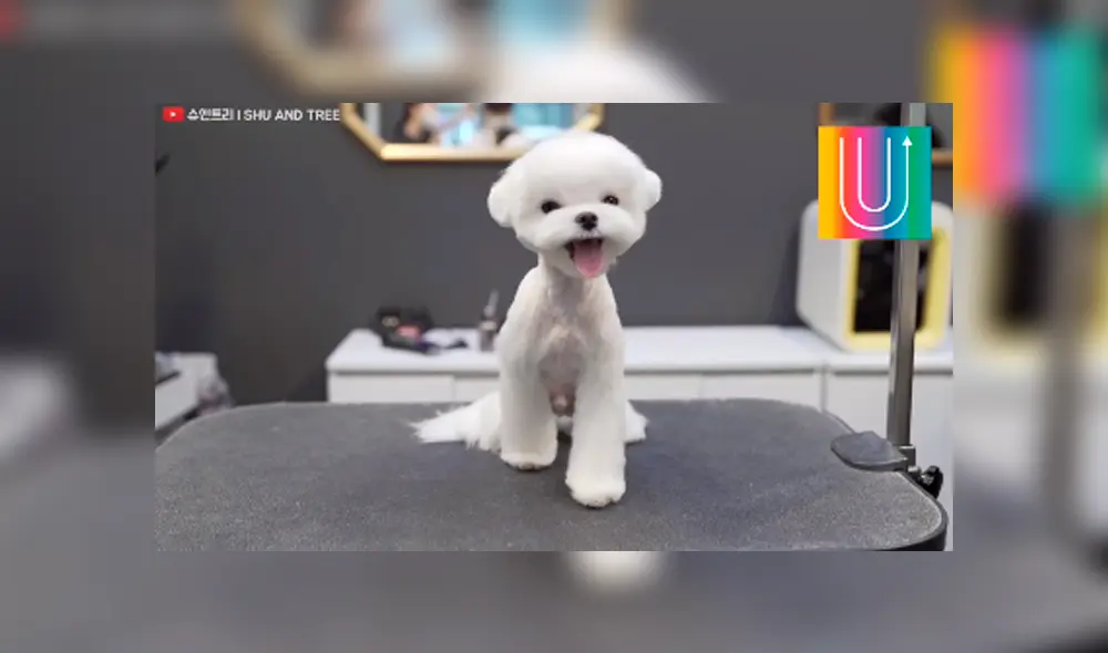 Desliza hacia la izquierda para ver el nuevo cambio de 'look' de un perro que se volvió famoso en Facebook. Desliza hacia la izquierda para ver el nuevo cambio de 'look' de un perro que se volvió famoso en Facebook.