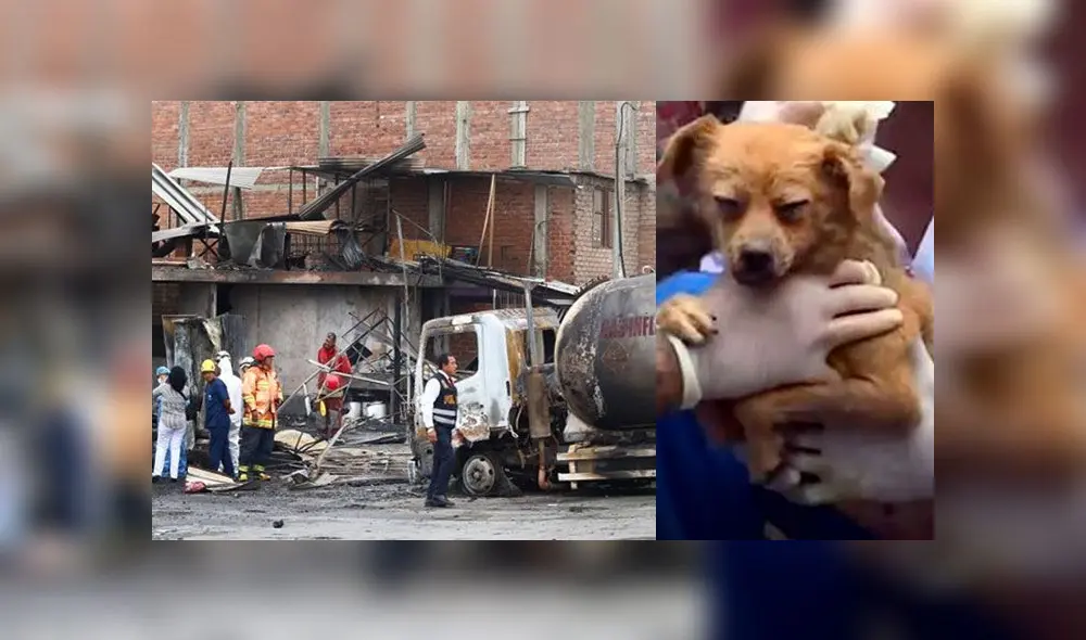 Niño rescata mascota - incendio - VES Niño rescata mascota - incendio - VES