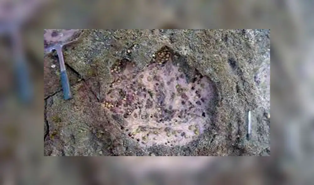 Escocia: Hallan huellas de dinosaurio de hace 170 millones de años