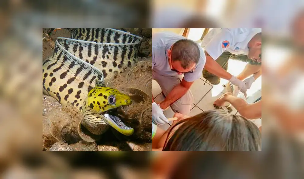 Serpientes marinas atacan a decena de turistas en playa de México Serpientes marinas atacan a decena de turistas en playa de México
