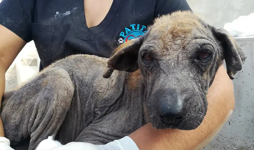 Mascota fue víctima de maltrato.