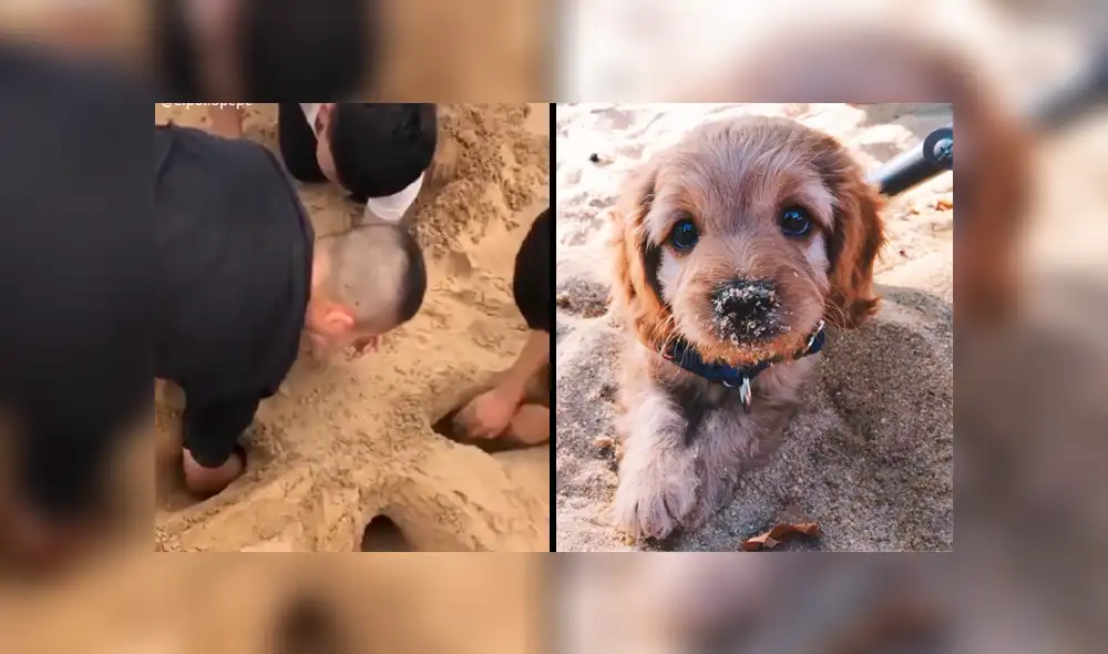 La tierna acción del cachorro por ayudar e integrarse al grupo sorprendió a miles. Foto: captura