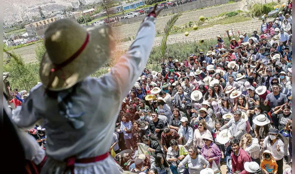 sacudida de perales. La tradición obliga a la cosecha de peras y regalar a los vecinos